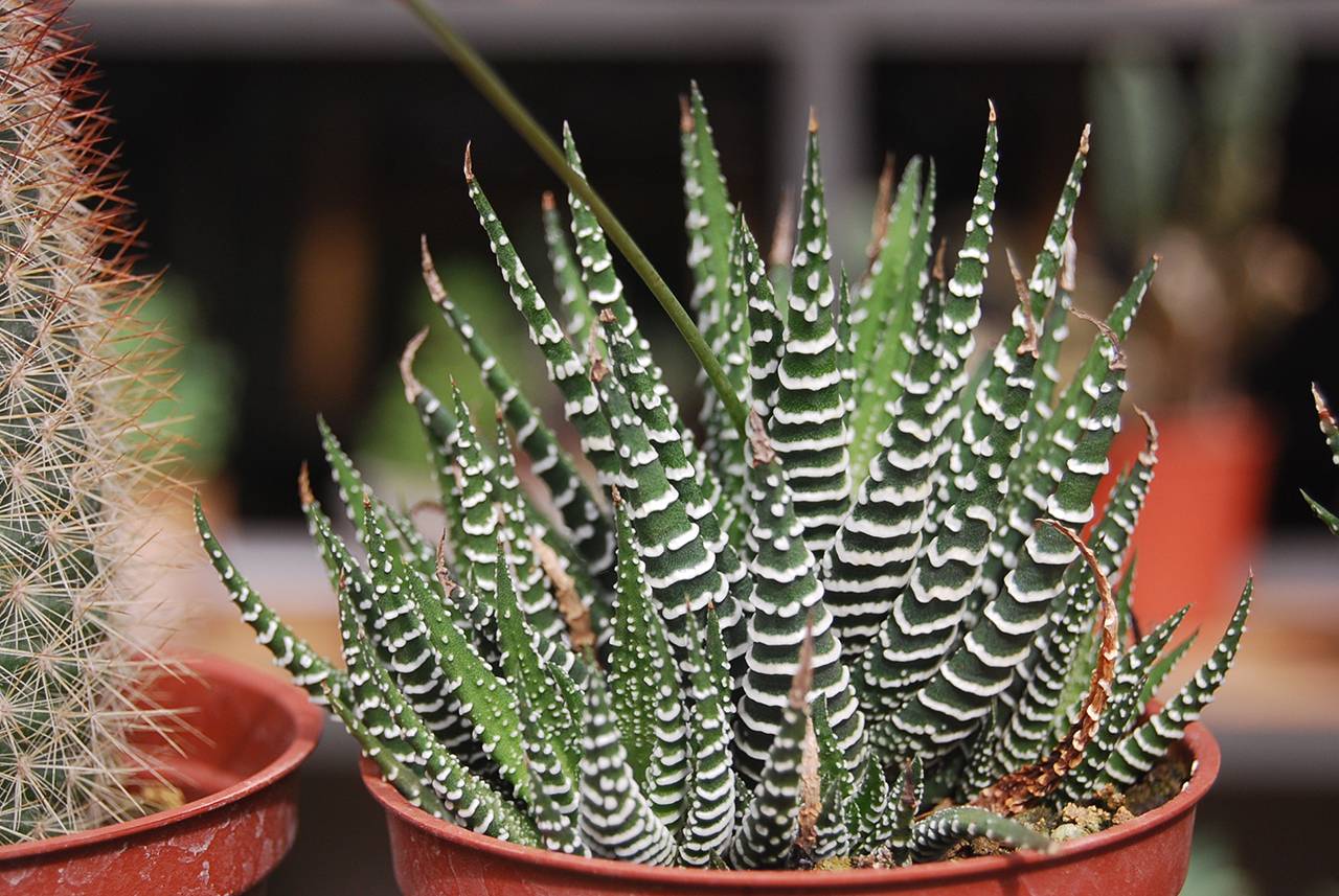 十二之卷 十二之卷