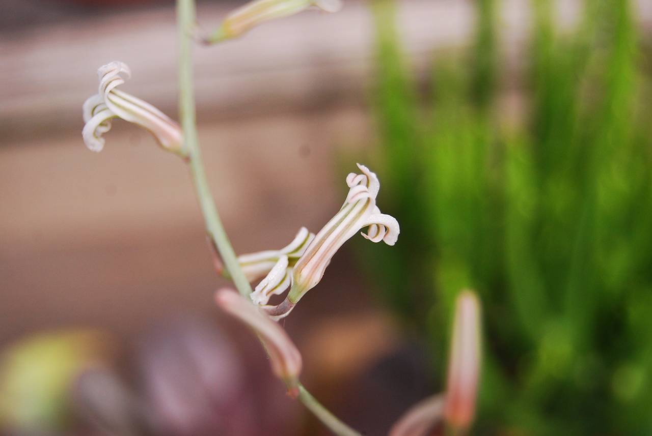 十二卷開花 十二卷開花