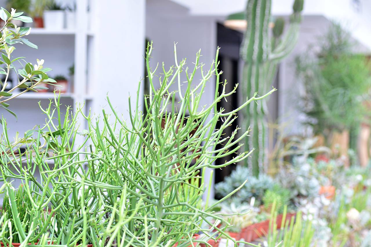 綠珊瑚 只得跟樹一樣高 葉子很少但很綠 綠珊瑚 只得跟樹一樣高 葉子很少但很綠