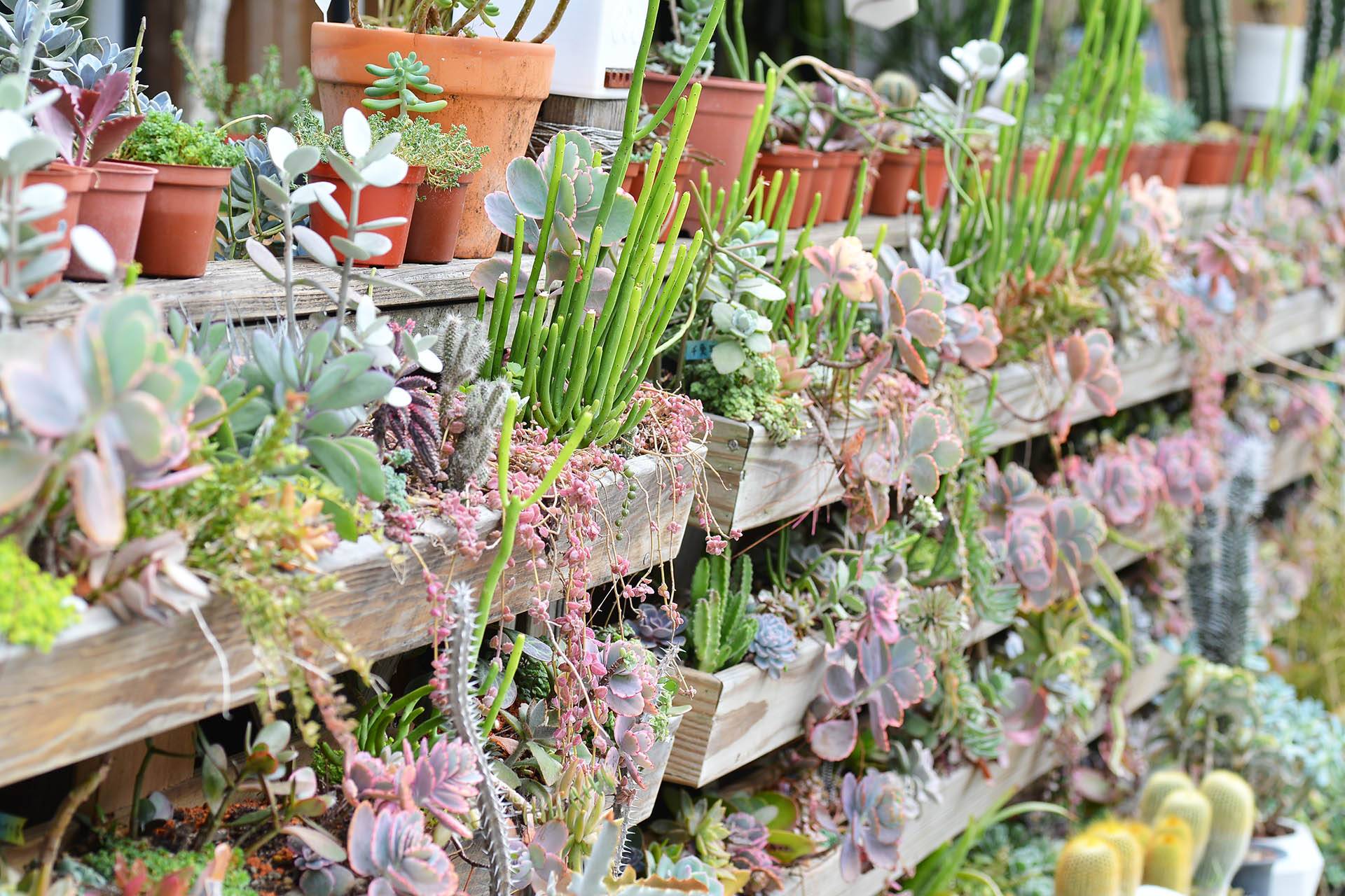 珊瑚大戟 多肉 多肉牆上的珊瑚大戟 紫色的臥地延命草 粉色的蝴蝶之舞錦 珊瑚大戟 多肉 多肉牆上的珊瑚大戟 紫色的臥地延命草 粉色的蝴蝶之舞錦