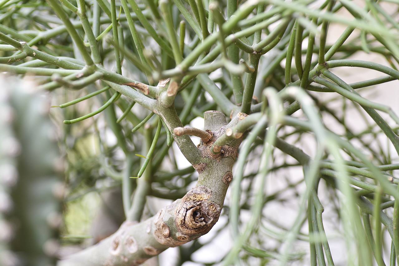 綠珊瑚 大型多肉植物 可以像大樹一樣高的多肉植物 木質化 綠珊瑚 大型多肉植物 可以像大樹一樣高的多肉植物 木質化