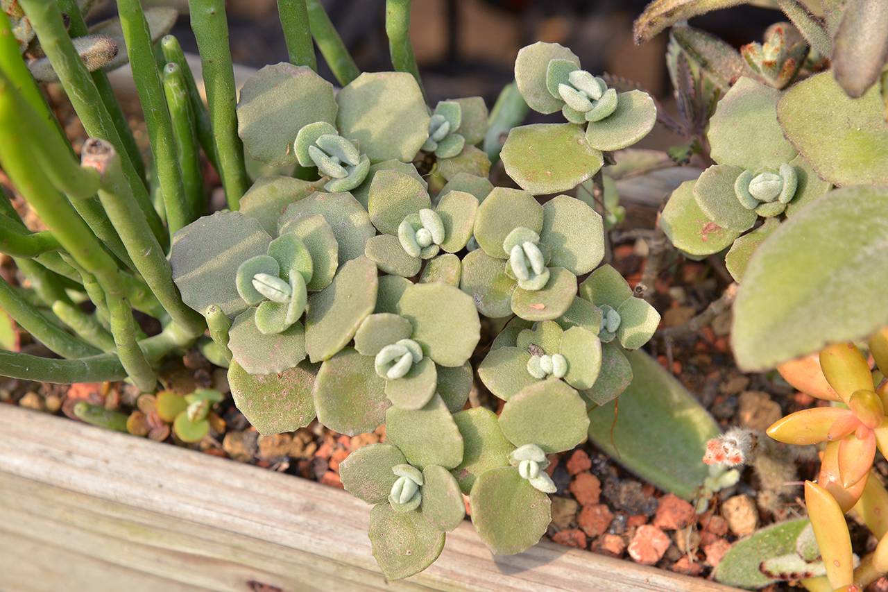 千兔耳露天養殖 千兔耳露天養殖