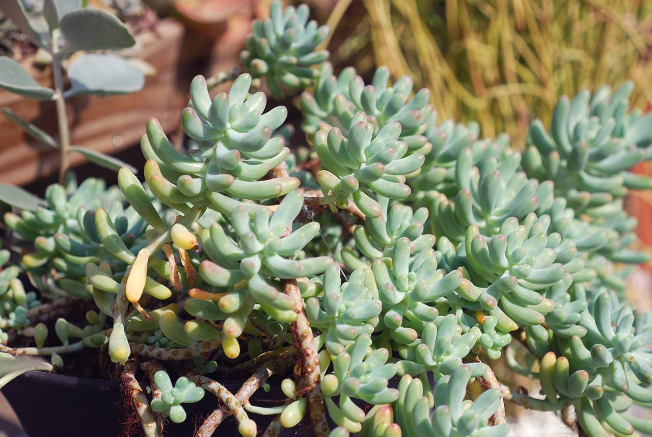 42 種高人氣多肉植物介紹與照顧方式 1 乙女心