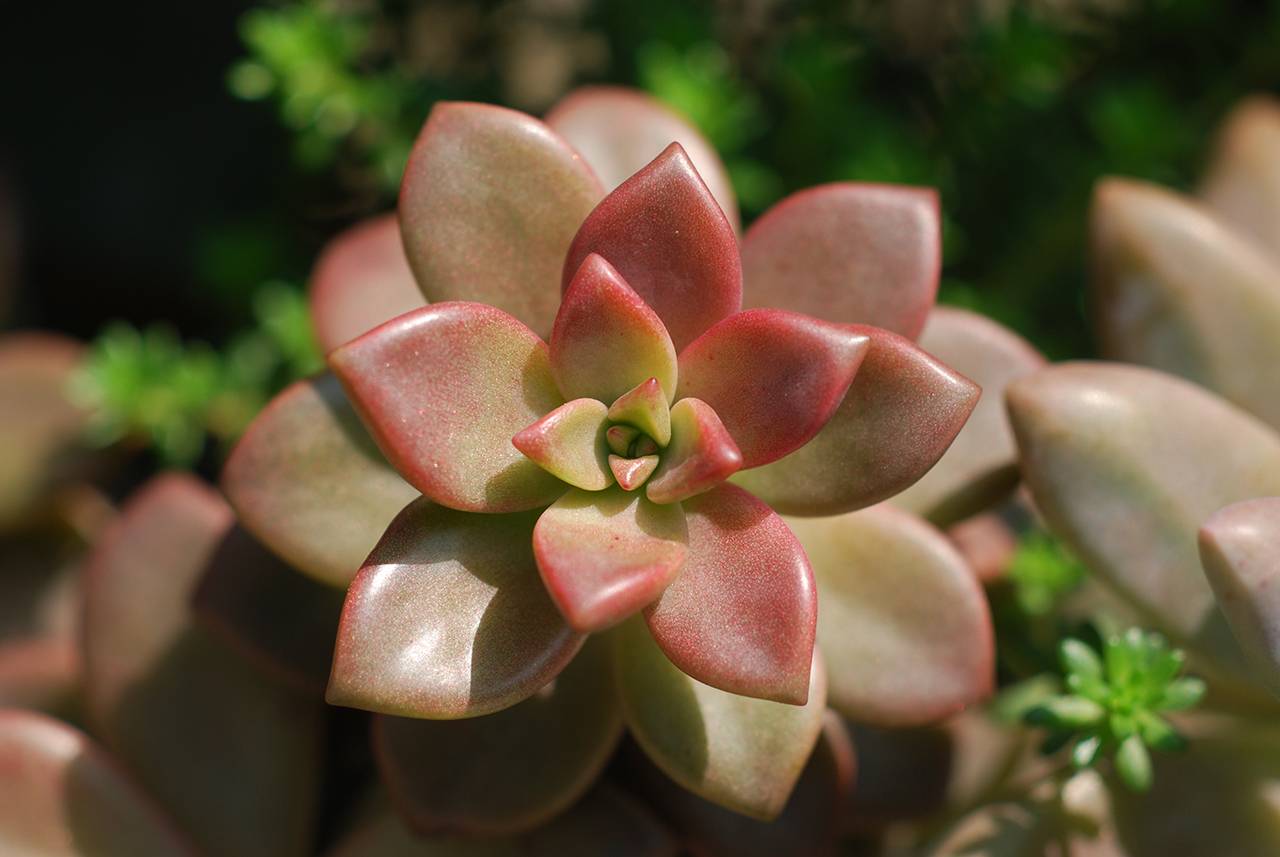 姬朧月 多肉圖鑑 姬朧月 多肉圖鑑