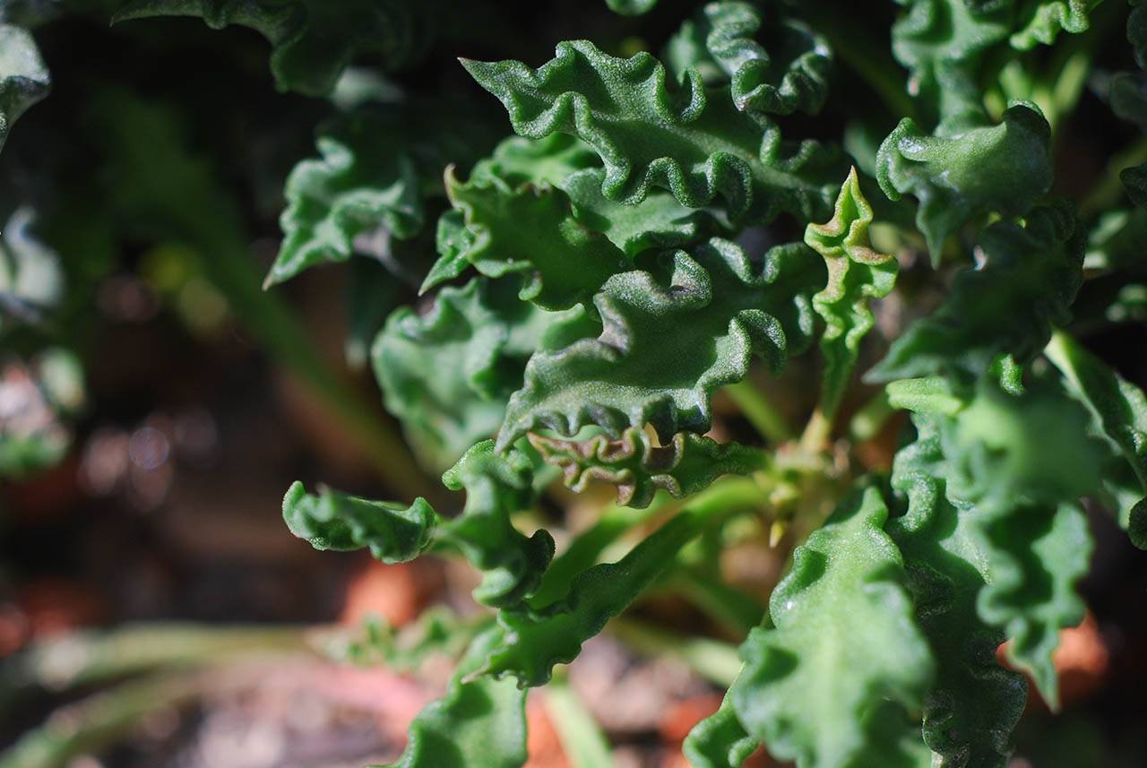 皺葉麒麟大戟 皺葉麒麟大戟