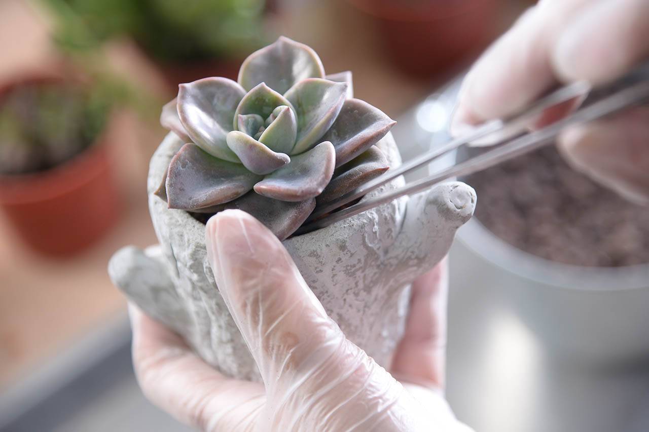 多肉植物種植建議 多肉植物種植建議