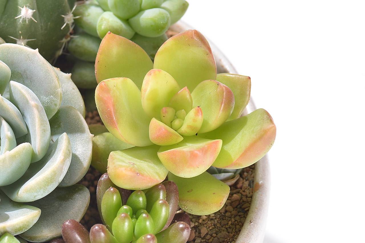 黃麗多肉盆栽 黃麗多肉盆栽