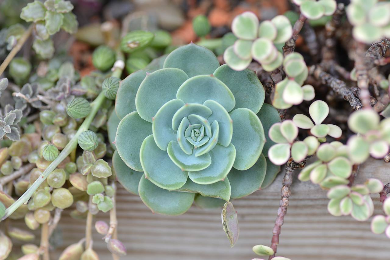 七福神多肉植物露天養殖 七福神多肉植物露天養殖